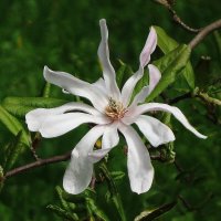 Цветок Магнолии :: Рита Симонова