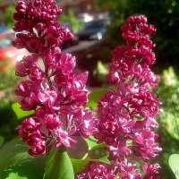 Сирень :: Елена Семигина Сирень :: Елена Семигина