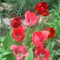 Тюльпаны на улицах города :: Елена Семигина Тюльпаны на улицах города :: Елена Семигина