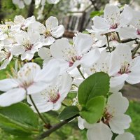Вишня цветёт - торжественно и скромно. :: Ольга Довженко