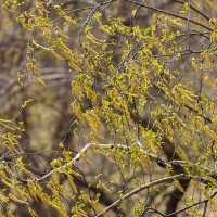 Берёзовые ветке в серёжках :: Александр Синдерёв