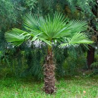 Пальма :: Геннадий Фадеев Пальма :: Геннадий Фадеев