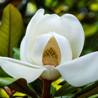 Цветок :: Геннадий Фадеев