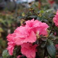 Азалия в росе :: ИРЭН@ .