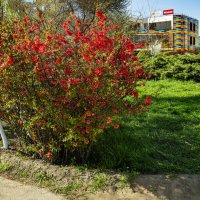 Весна :: Анатолий Чикчирный Весна :: Анатолий Чикчирный