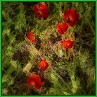 Маки :: Анатолий Чикчирный