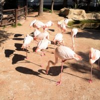 На одной ноге :: Oleg4618 Шутченко