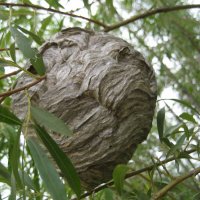 Осиное гнездо :: Anna Ivanova