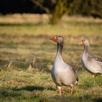 Всё под контролем... :: Николай Гирш