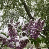 Весна Сирень зацвела 19 апреля :: Нина Колгатина 