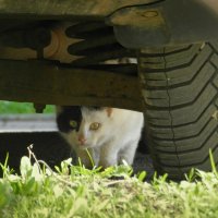 испугался спрятался :: Лера 