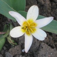 Тюльпан Кауфмана :: Дмитрий Никитин