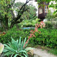 Мексиканская лилия -Бешорнерия :: Tata Wolf