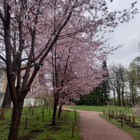 Сакура :: Сапсан 