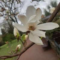 Магнолия :: Сапсан 