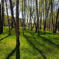 Тени - моё всё :-) :: Андрей Лукьянов