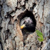 Самочка скворца в своём гнезде. :: Восковых Анна Васильевна Самочка скворца в своём гнезде. :: Восковых Анна Васильевна