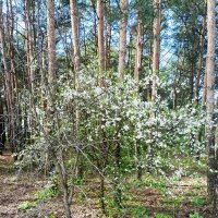 Завела вишня :: Veera V Завела вишня :: Veera V