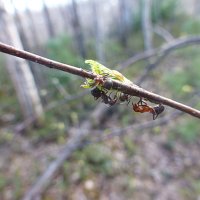 Май...Муравьи-сладкоежки! :: Владимир 