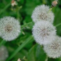 Похолодание одуванчикам не помеха.... :: Referee (Дмитрий) Похолодание одуванчикам не помеха.... :: Referee (Дмитрий)