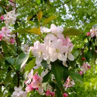 Один раз в год ... :: Фёдор Меркурьев