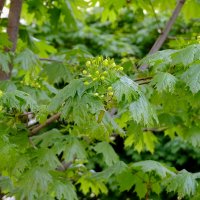 КлёнЪ :: Фёдор Меркурьев КлёнЪ :: Фёдор Меркурьев