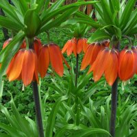 Красота в саду :: Людмила Смородинская