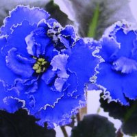 Красивая фиалка :: Людмила Смородинская