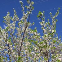 Ах, апрель ! :: Елена Шаламова