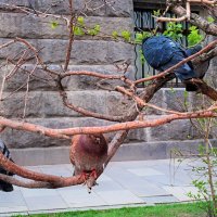 Ошалевшие от холода голуби. :: Татьяна Помогалова