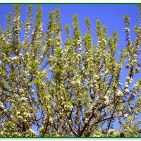 Весенний этюд. :: Ольга Довженко