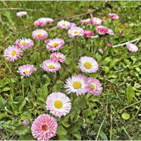 Маргаритки. :: Валерия Комова Маргаритки. :: Валерия Комова