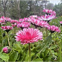 Весеннее. :: Валерия Комова Весеннее. :: Валерия Комова