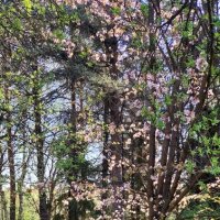 осыпается сакура :: ИРЭН@ .