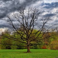 в парке :: Laryan1 