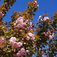 Цветет Вишня мелкопильчатая :: Рита Симонова Цветет Вишня мелкопильчатая :: Рита Симонова