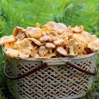 Лисички :: Валерий 