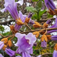 Павло́вния или Ада́мово де́рево :: Tata Wolf