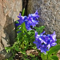 Застряли меж двух камней... :: Светлана 