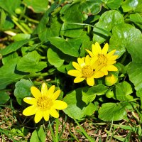 Чистяк весенний :: Светлана Чистяк весенний :: Светлана