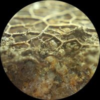 Листок и камень в макро :: Марина