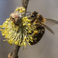 Раним утром :: Андрей Пристяжнюк