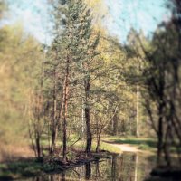 Боке :: sorovey Sol