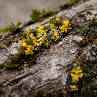 Мох на стволе :: Александр Синдерёв