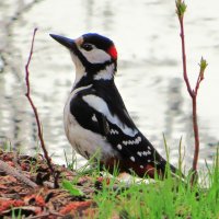 Возле озера :: Андрей Снегерёв