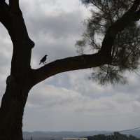 2025г  Танцующая птица :: ujgcvbif 