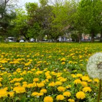 Апрельская ташкентская поляна с одуванчиками :: Ольга Нагаева