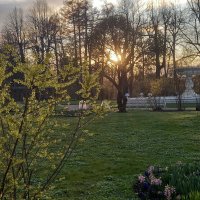 Форзиция :: Сапсан 