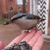 Поползень :: Сапсан 