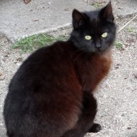 Маленький кот :: Антонина Гугаева